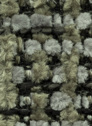 Aster 88 Turtle