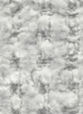 Aster 186 Champagne